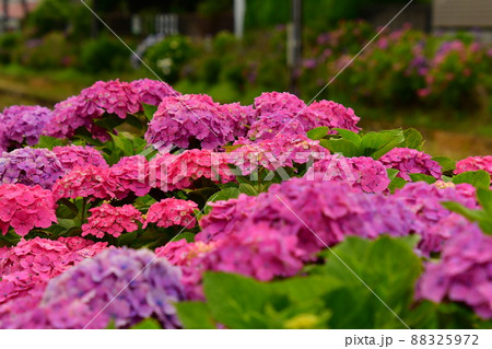 紫陽花と線路 88325972