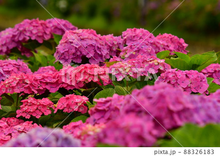 紫陽花と線路 88326183