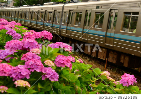 紫陽花と電車 88326188