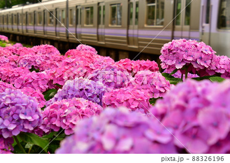 紫陽花と電車 88326196