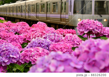 紫陽花と電車 紫陽花と電車 88326200