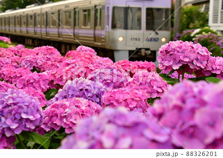 紫陽花と電車 88326201