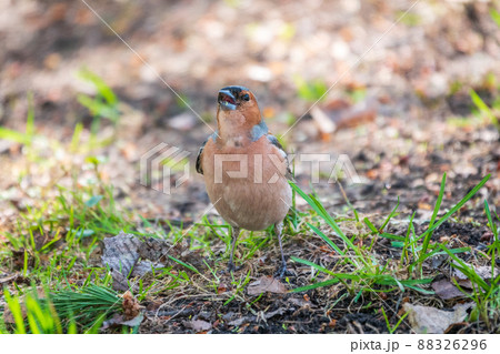 Common chaffinch, Fringilla coelebs, sits on the ground in spring. Common chaffinch in wildlife. 88326296