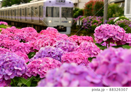 紫陽花と電車 紫陽花と電車 88326307