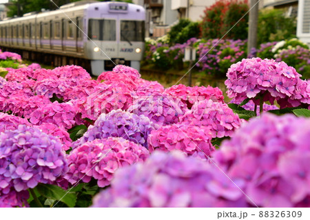 紫陽花と電車 88326309