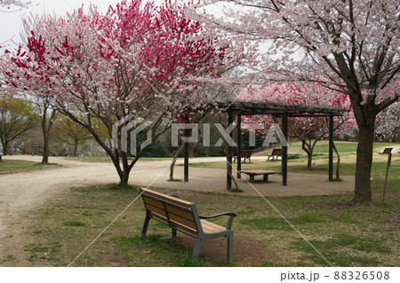 高野山桃山公園の源平桃と桜(我孫子市) 高野山桃山公園の源平桃と桜(我孫子市) 88326508