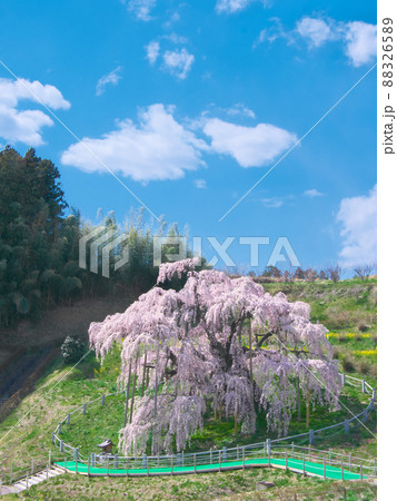 一本桜 - 三春滝桜 （2020年） 88326589