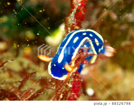 アオウミウシのマクロ写真 88326798