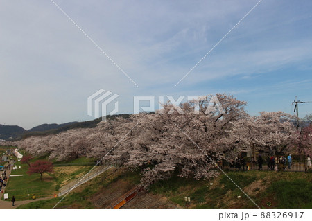 背割提さくらまつり 淀川公園 お花見 春 桜 ソメイヨシノ 京阪沿線 春休み 石清水八幡宮駅 背割提さくらまつり 淀川公園 お花見 春 桜 ソメイヨシノ 京阪沿線 春休み 石清水八幡宮駅 88326917