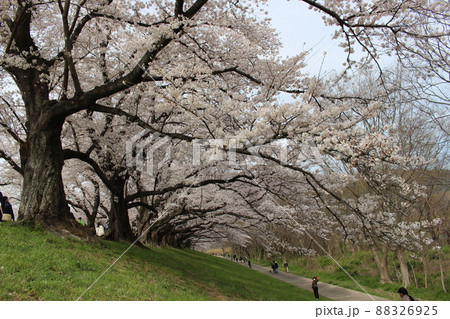 背割提さくらまつり 淀川公園 お花見 春 桜 ソメイヨシノ 京阪沿線 春休み 石清水八幡宮駅 背割提さくらまつり 淀川公園 お花見 春 桜 ソメイヨシノ 京阪沿線 春休み 石清水八幡宮駅 88326925