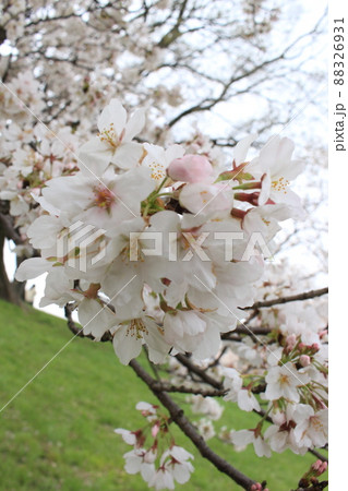背割提さくらまつり 淀川公園 お花見 春 桜 ソメイヨシノ 京阪沿線 春休み 石清水八幡宮駅 背割提さくらまつり 淀川公園 お花見 春 桜 ソメイヨシノ 京阪沿線 春休み 石清水八幡宮駅 88326931