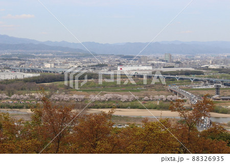 背割提さくらまつり　淀川公園　お花見　春　桜　ソメイヨシノ　京阪沿線　春休み　石清水八幡宮駅 88326935