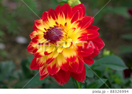 赤と黄色　八重咲のダリア　赤と黄色 88326994