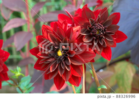 八重咲きのダリア　赤色 88326996