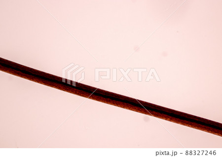 Characteristics of Hair cell of human under microscope view for education in laboratory. Characteristics of Hair cell of human under microscope view for education in laboratory. 88327246