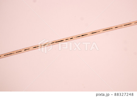 Characteristics of Hair cell of human under microscope view for education in laboratory. Characteristics of Hair cell of human under microscope view for education in laboratory. 88327248