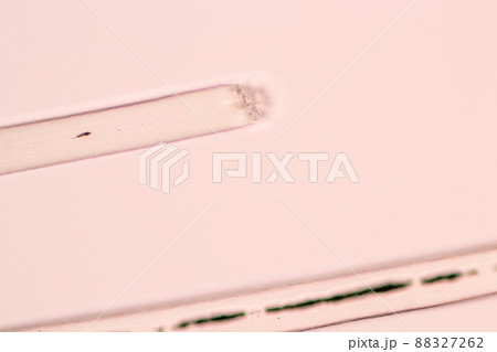 Characteristics of Hair cell of human under microscope view for education in laboratory. 88327262