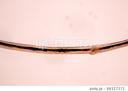 Characteristics of Hair cell of human under microscope view for education in laboratory. 88327272