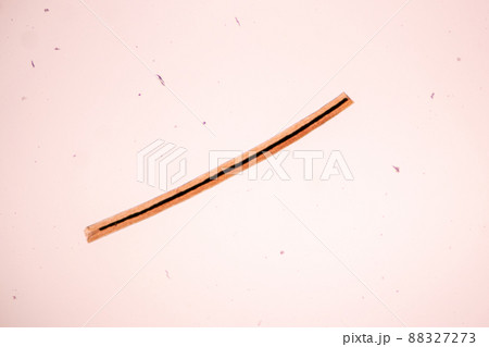 Characteristics of Hair cell of human under microscope view for education in laboratory. 88327273