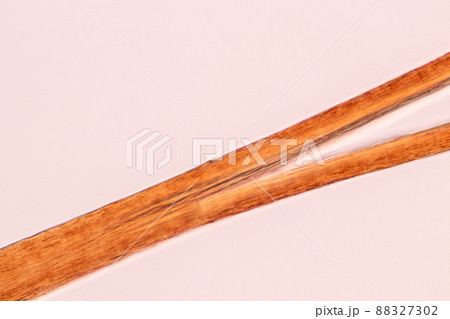 Characteristics of Hair cell of human under microscope view for education in laboratory. Characteristics of Hair cell of human under microscope view for education in laboratory. 88327302