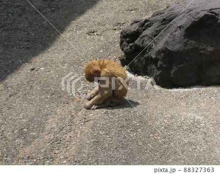 草津熱帯園の1匹のお猿さんが、下を向いて背中を丸めているところ 草津熱帯園の1匹のお猿さんが、下を向いて背中を丸めているところ 88327363