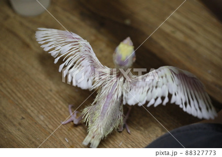 鳥 雛 ヒヨコ 88327773