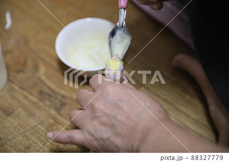 鳥 雛 ヒヨコ 88327779