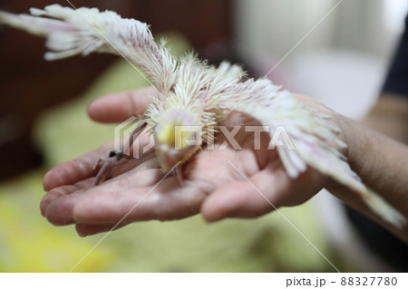 鳥 雛 ヒヨコ 88327780