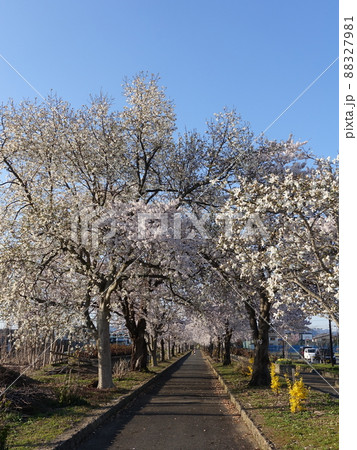 満開の桜　さくら　サクラ　まほろばの緑道 88327981