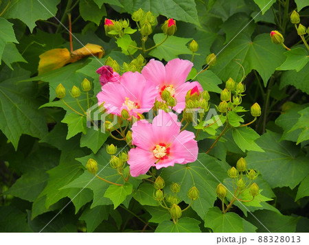 満開のピンクの芙蓉の花 88328013