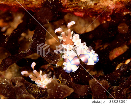 2匹のフリソデエビ 88328094