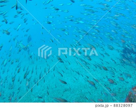 小魚の群れに突っ込む 小魚の群れに突っ込む 88328097