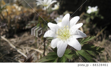 菊咲一華の白色の花 88328461