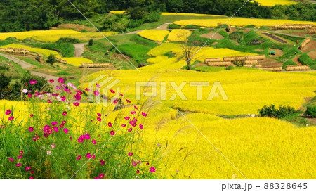 初秋の信州姨捨の棚田 黄金色の稲穂にコスモスがよく似合う 初秋の信州姨捨の棚田 黄金色の稲穂にコスモスがよく似合う 88328645