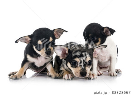 chihuahuas in studio chihuahuas in studio 88328667