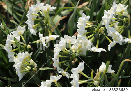 早春の日本の公園に咲く白い矮星のフサザキスイセンの花 88328689