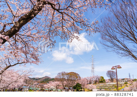 神奈川県　春の津久井湖城山公園 88328741