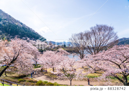 神奈川県 春の津久井湖城山公園 神奈川県 春の津久井湖城山公園 88328742