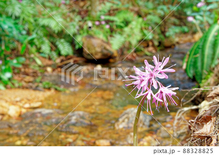水辺に生えるショウジョウバカマ 88328825