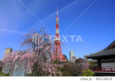 4月 港区1776東京タワーとプリンス芝公園の桜 4月 港区1776東京タワーとプリンス芝公園の桜 88328828