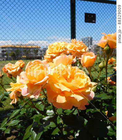 バラ 万葉 岡野町公園 バラ 万葉 岡野町公園 88329009