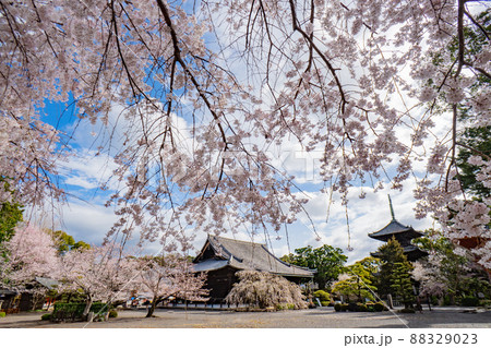 和歌山 桜 道成寺 和歌山 桜 道成寺 88329023