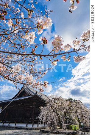 和歌山　桜　道成寺 88329024