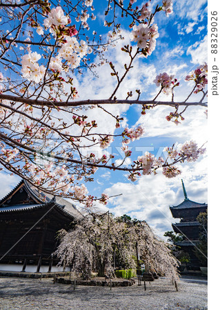 和歌山　桜　道成寺 88329026