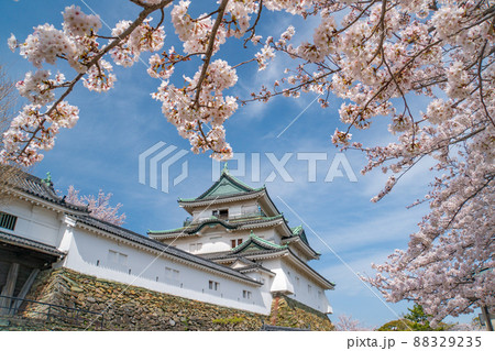 和歌山城　桜　満開 88329235