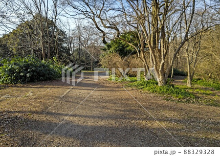 小石川植物園(東京大小石川植物園(東京大学大学院理学系研究科附属植物園) 冬景色 令和4年2月 小石川植物園(東京大小石川植物園(東京大学大学院理学系研究科附属植物園) 冬景色 令和4年2月 88329328