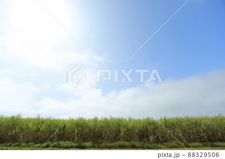 沖縄の風景 さとうきび畑 沖縄の風景 さとうきび畑 88329506