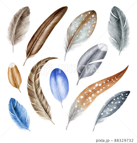 Feather set watercolor illustration. Bird various quill, down hand drawn realistic collection. Grey, brown, blue, spotted bird feathers. Different feathering natural set. Feathers on white background Feather set watercolor illustration. Bird various quill, down hand drawn realistic collection. Grey, brown, blue, spotted bird feathers. Different feathering natural set. Feathers on white background 88329732
