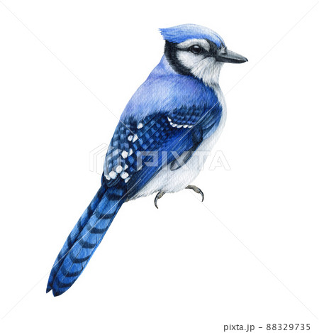 Blue jay watercolor illustration. Hand drawnのイラスト Blue jay watercolor illustration. Hand drawnのイラスト