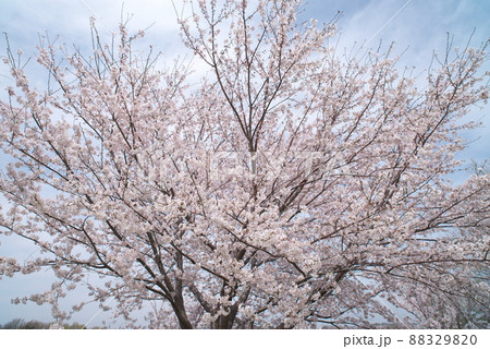 蟹ヶ谷公園の桜:染井吉野【空背景】 蟹ヶ谷公園の桜:染井吉野【空背景】 88329820